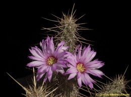 Echinocereus brandegeii 1373 